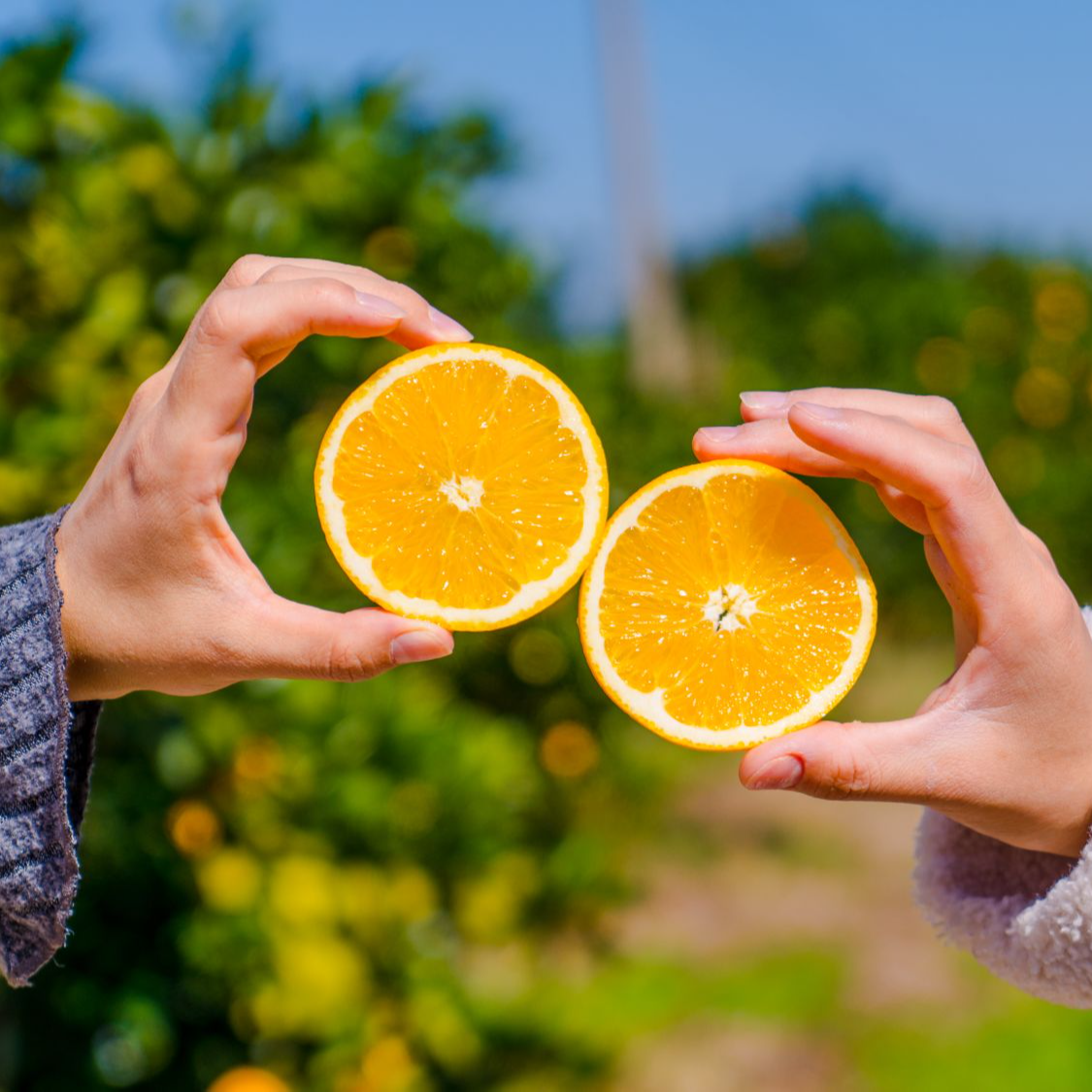   正宗原产地赣南信丰自家果园脐橙-1