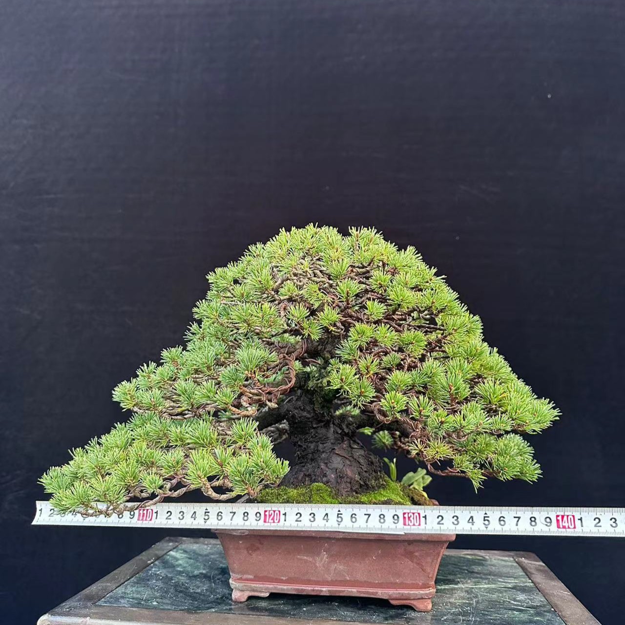 黑松盆景  下单链接