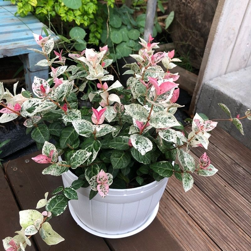 花叶络石彩叶绿植好看又好养的绿植盆栽阳台爬藤植物吊兰耐热耐寒