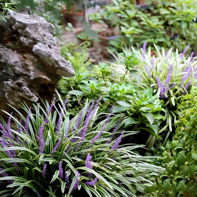 金边四季麦冬草盆栽庭院植物花卉麦冬耐寒阳台地被室外花园花叶