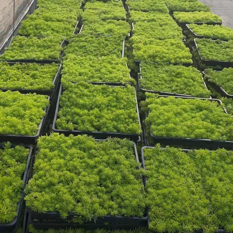 黄金佛甲草草坪四季观叶别墅盆栽庭院假山绿化屋顶隔热耐热耐寒