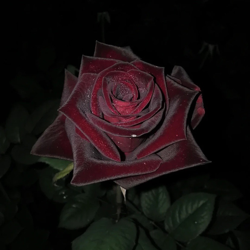 【包对版】灌木藤本月季欧月一物一拍精品月季阳台庭院大花浓香