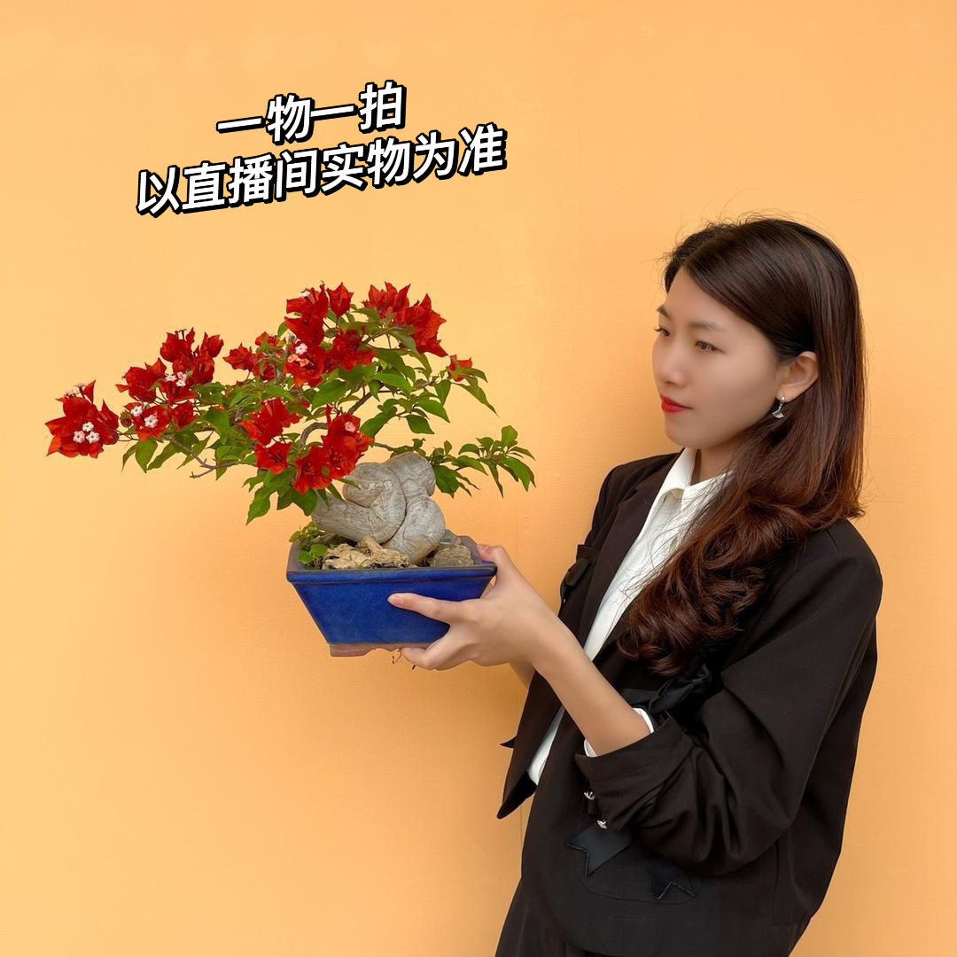 ［一物一拍］精品严选三角梅老桩盆景1号链接