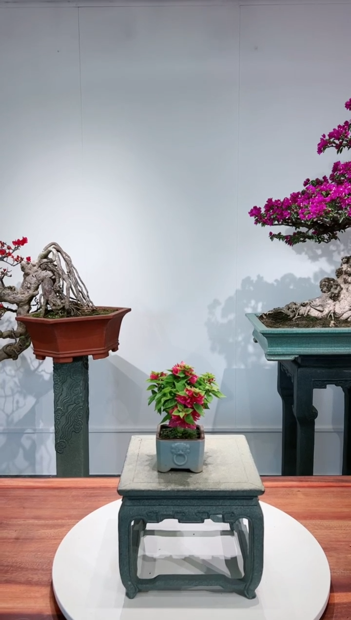【闪购商品】小桃红