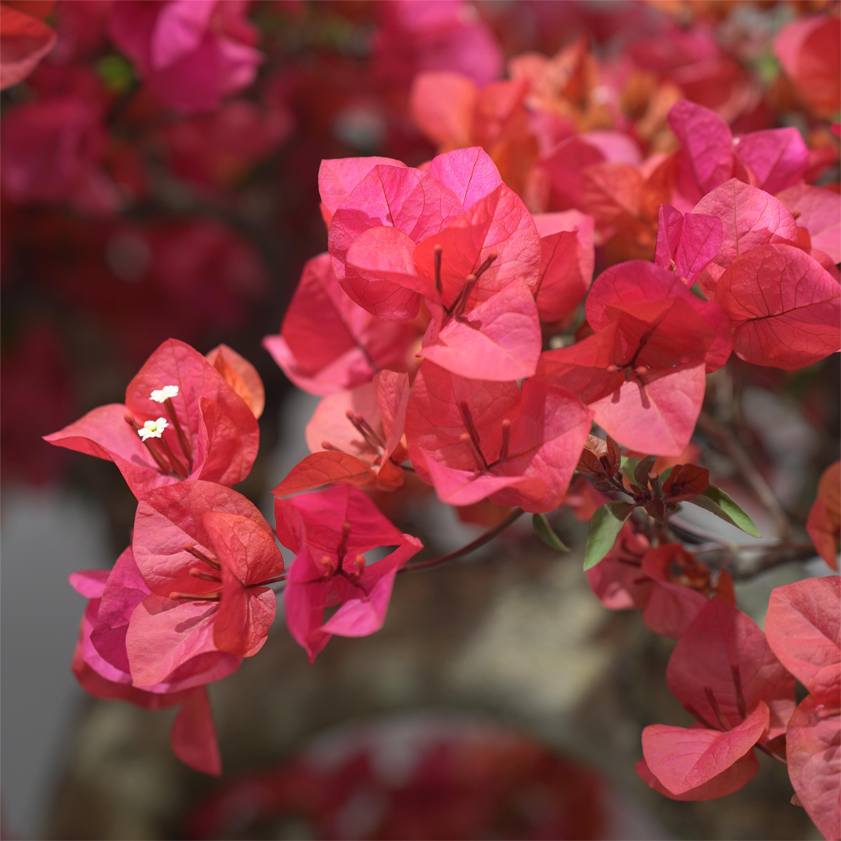 【一物一拍】三角梅多款造型盆景拍【9999】