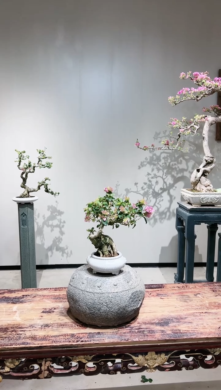 【闪购商品】小叶紫