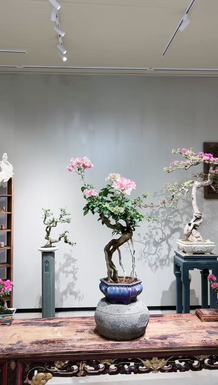 【闪购商品】大绿樱