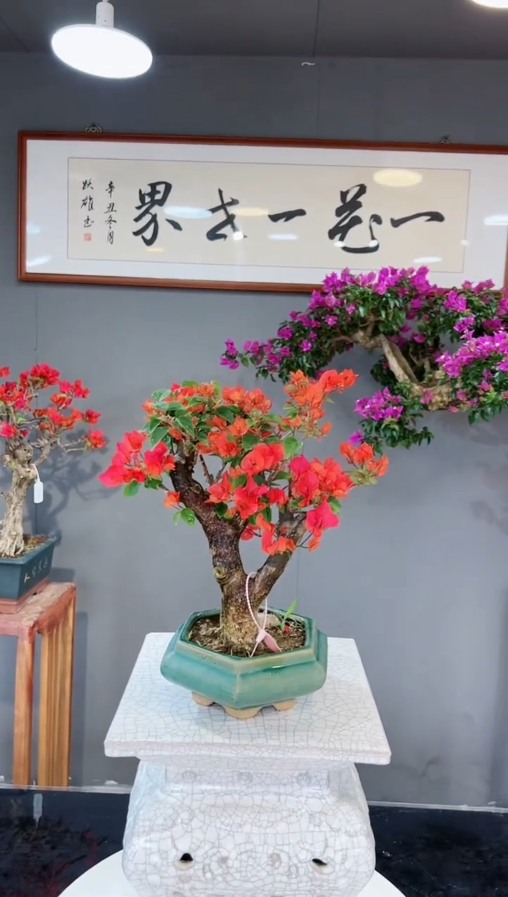 【闪购商品】同安红