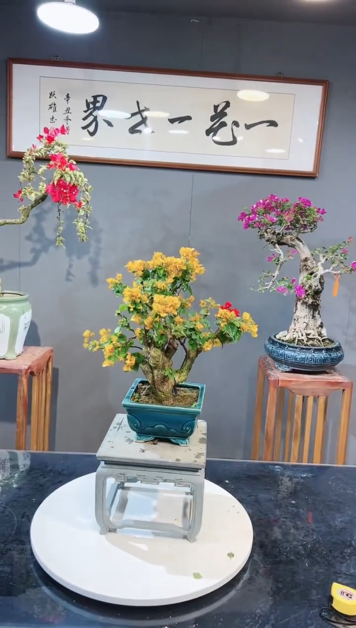 【闪购商品】加州黄金