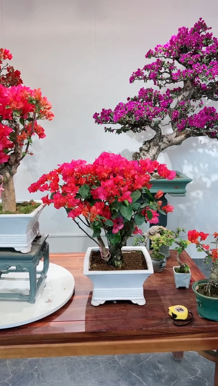 【闪购商品】同安红