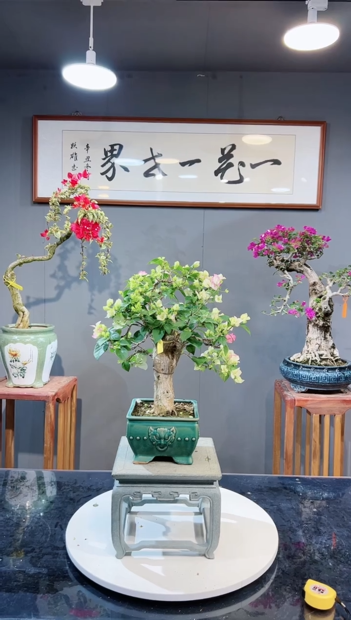 【闪购商品】绿色樱花