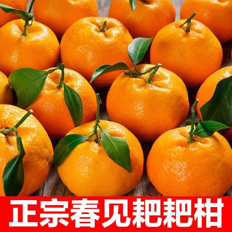 春见耙耙柑皮薄多汁果肉饱满果园基地直发新鲜水果清甜成熟发货