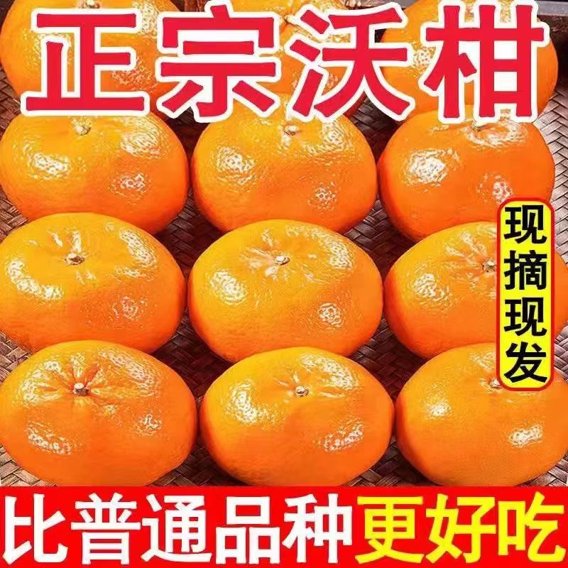 正宗武鸣甜蜜沃柑高山皮薄桔子香甜多汁橘子橙子当季产地直发新鲜