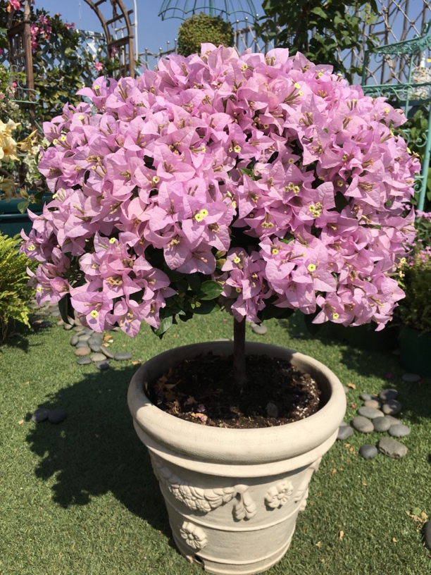 园艺 促花防落花 延长花粉管 提高授粉