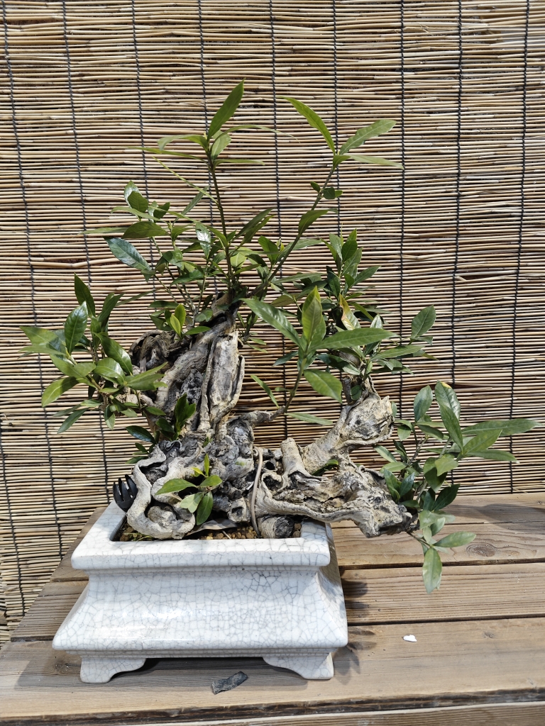 海岛栀子花。精品老舍利！