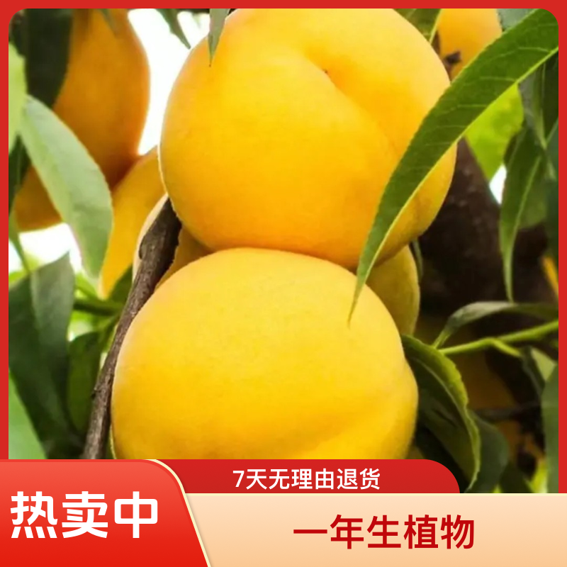 黄金密4号  高糖黄肉毛桃 8月底成熟  12月份发苗