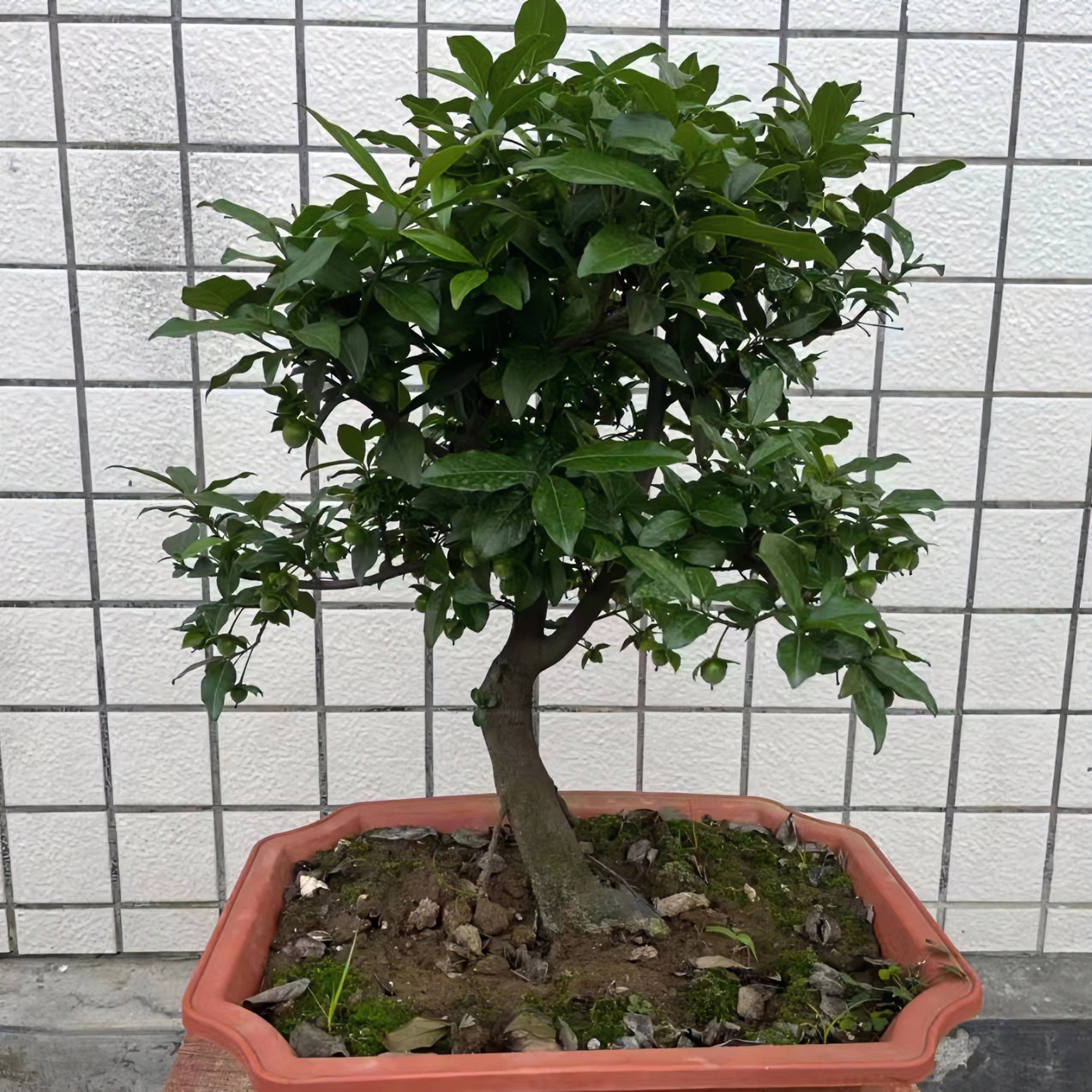 代三哥金弹子盆栽盆景基地植物开花结果