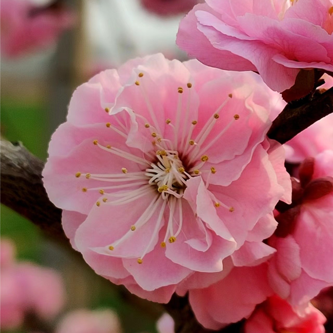 北方杂木童子功精品盆景直播间专拍