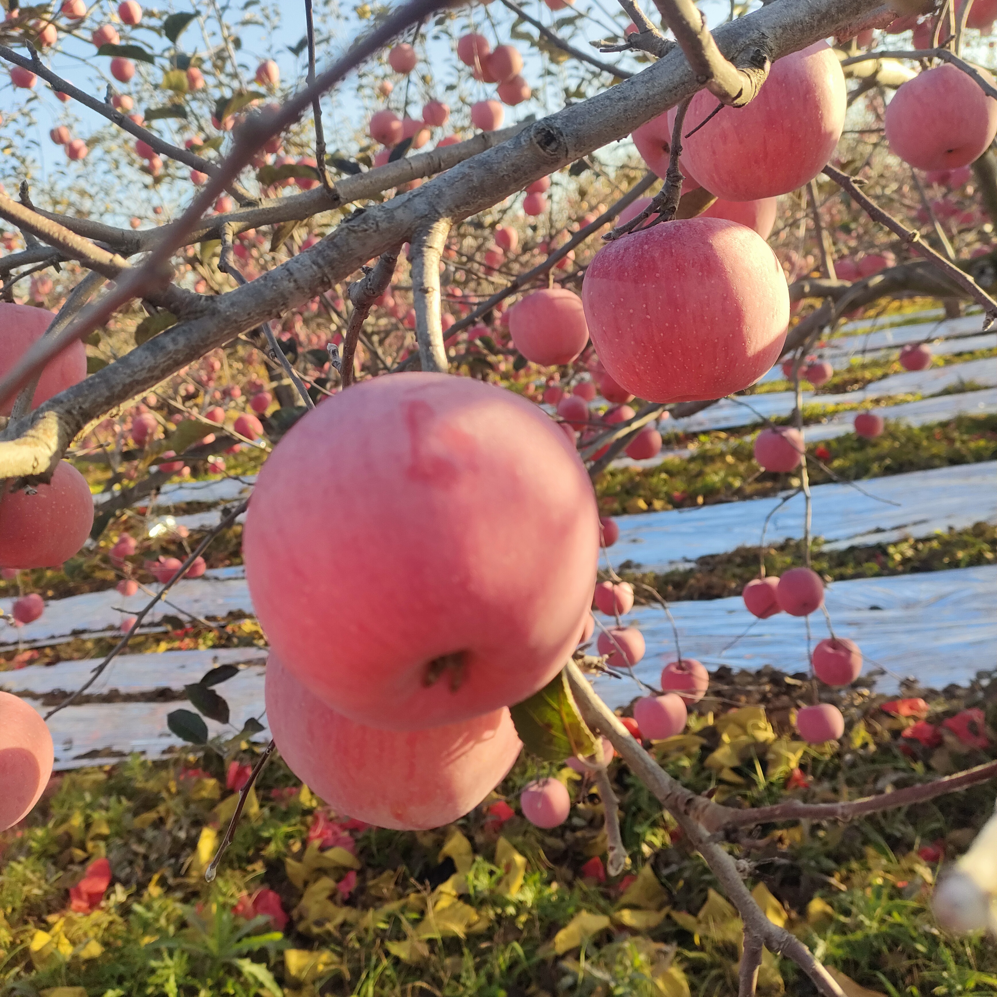 山西吉县口瀑布苹果脆甜可口净重8.5斤中果带箱9.7斤~10斤包邮