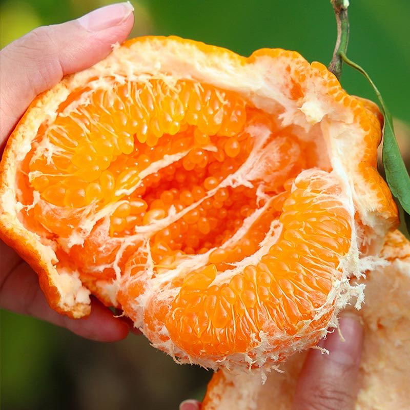 四川春见耙耙柑3斤5斤8斤细腻甜美新鲜多汁香甜直供新鲜采摘皮薄