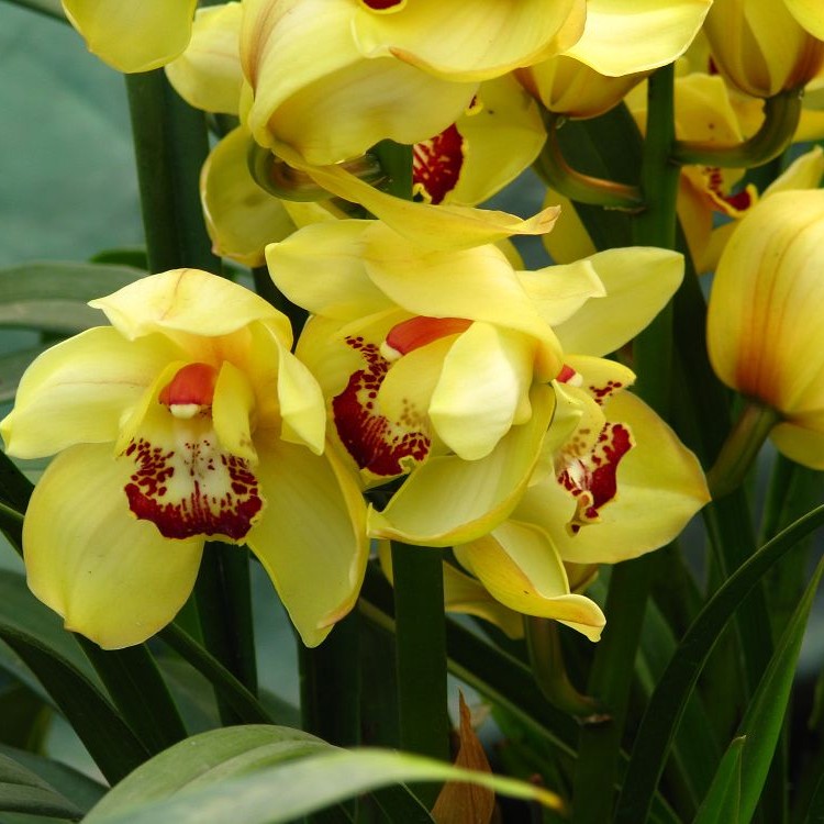 精品兰花蝴蝶兰绿植，盆景直播间一物一拍，所见即所得。植物盆栽