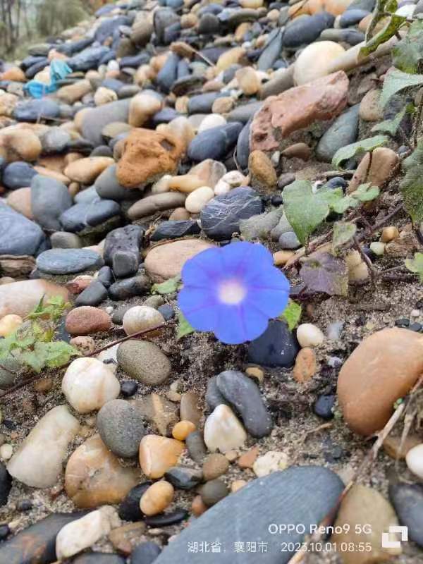 买汉江原石，找汉江石屋。