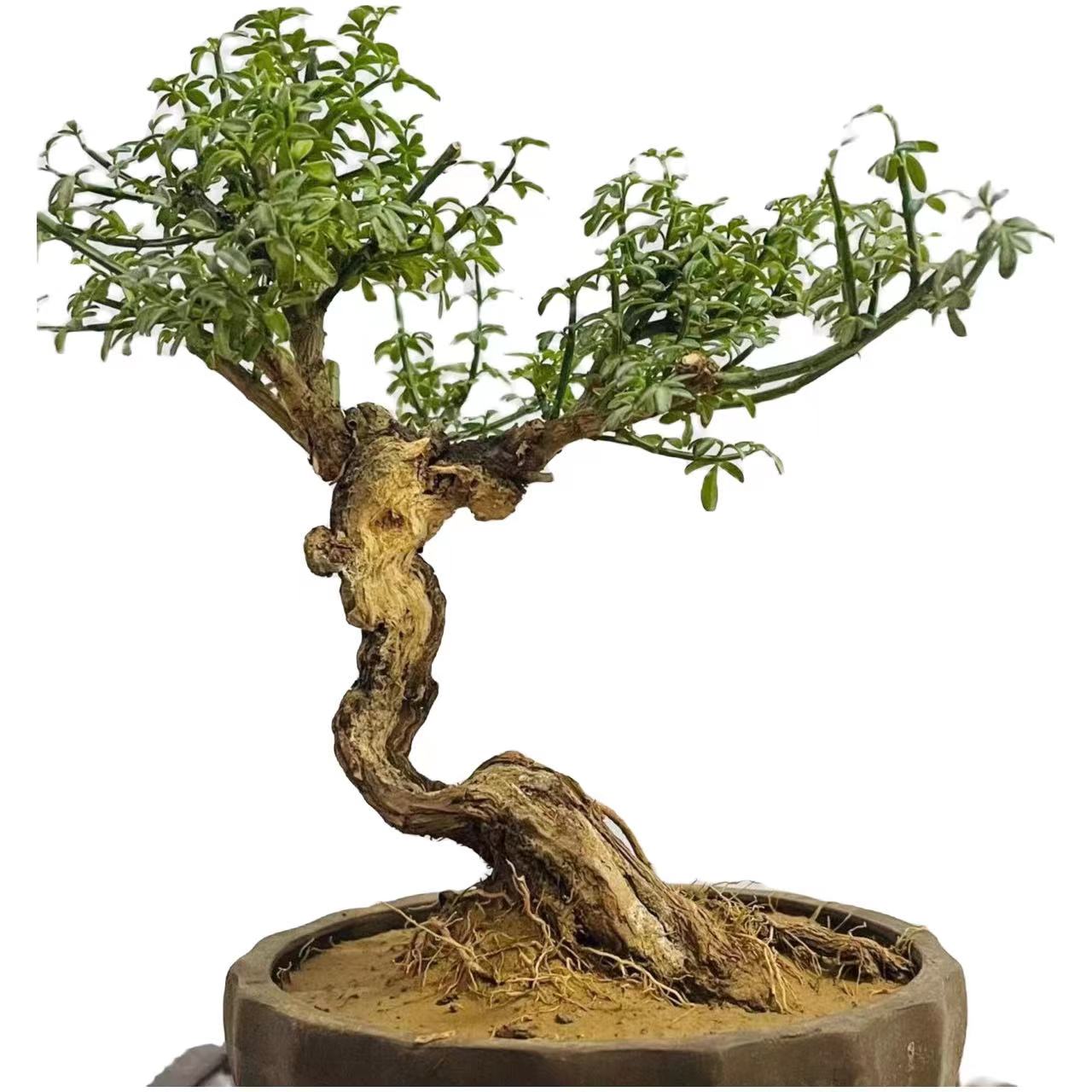 精品盆景造型迎春，枸杞，桂花，