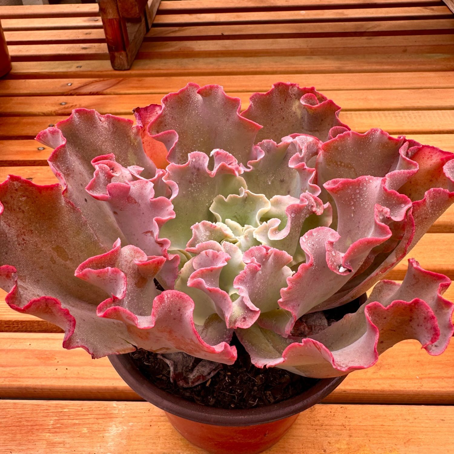 高沙＋晚霞之舞多肉植物 新手好养好活 阳台庭院必备