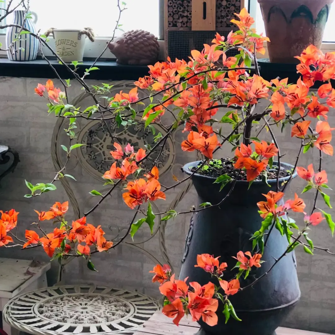 热火桑巴·三角梅四季勤花大苗【40-50cm左右】带花带盆开花阳台庭