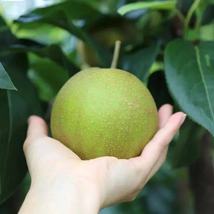 B级-苹果梨【3斤装】