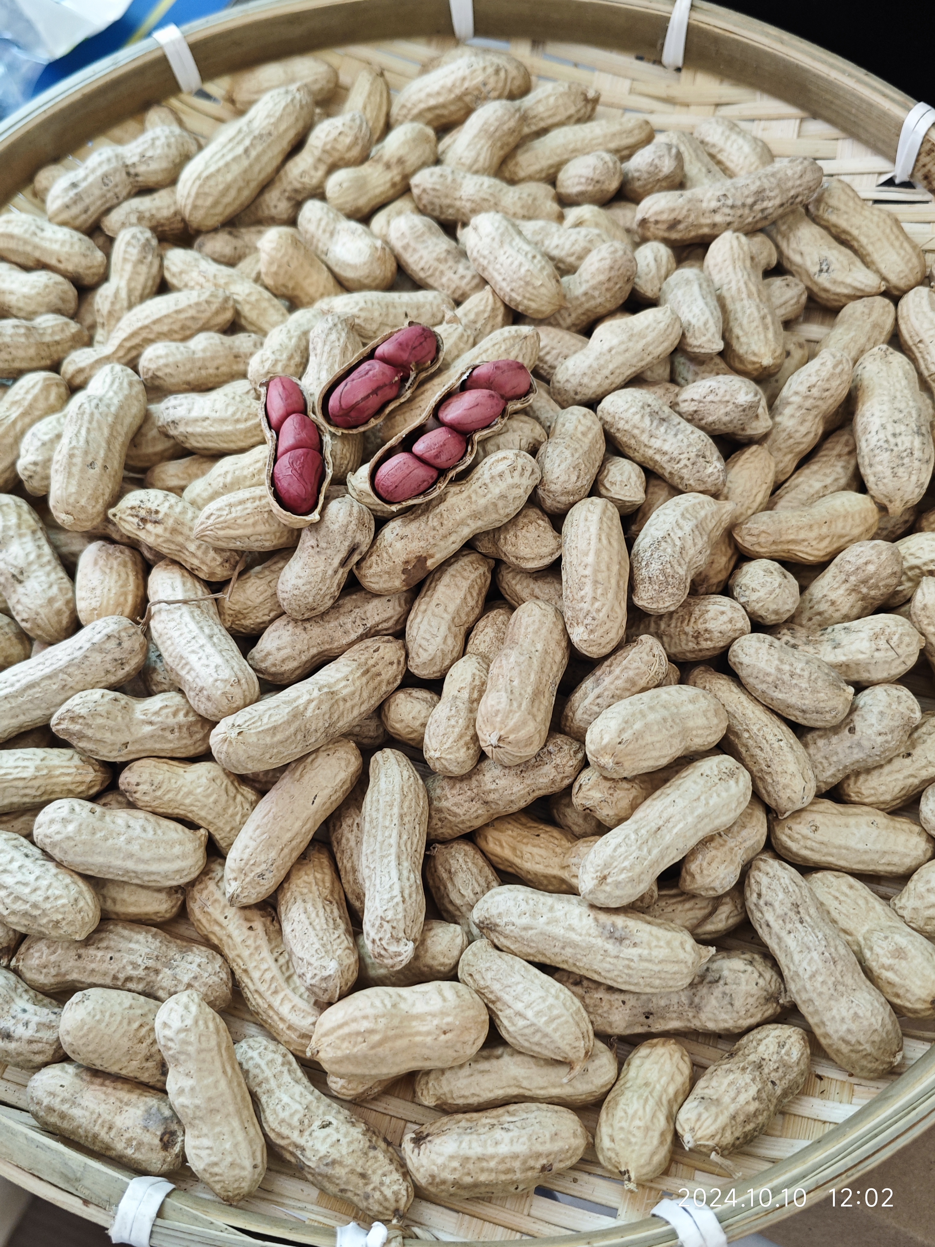 《一村一品》今年新鲜干红子白子花生