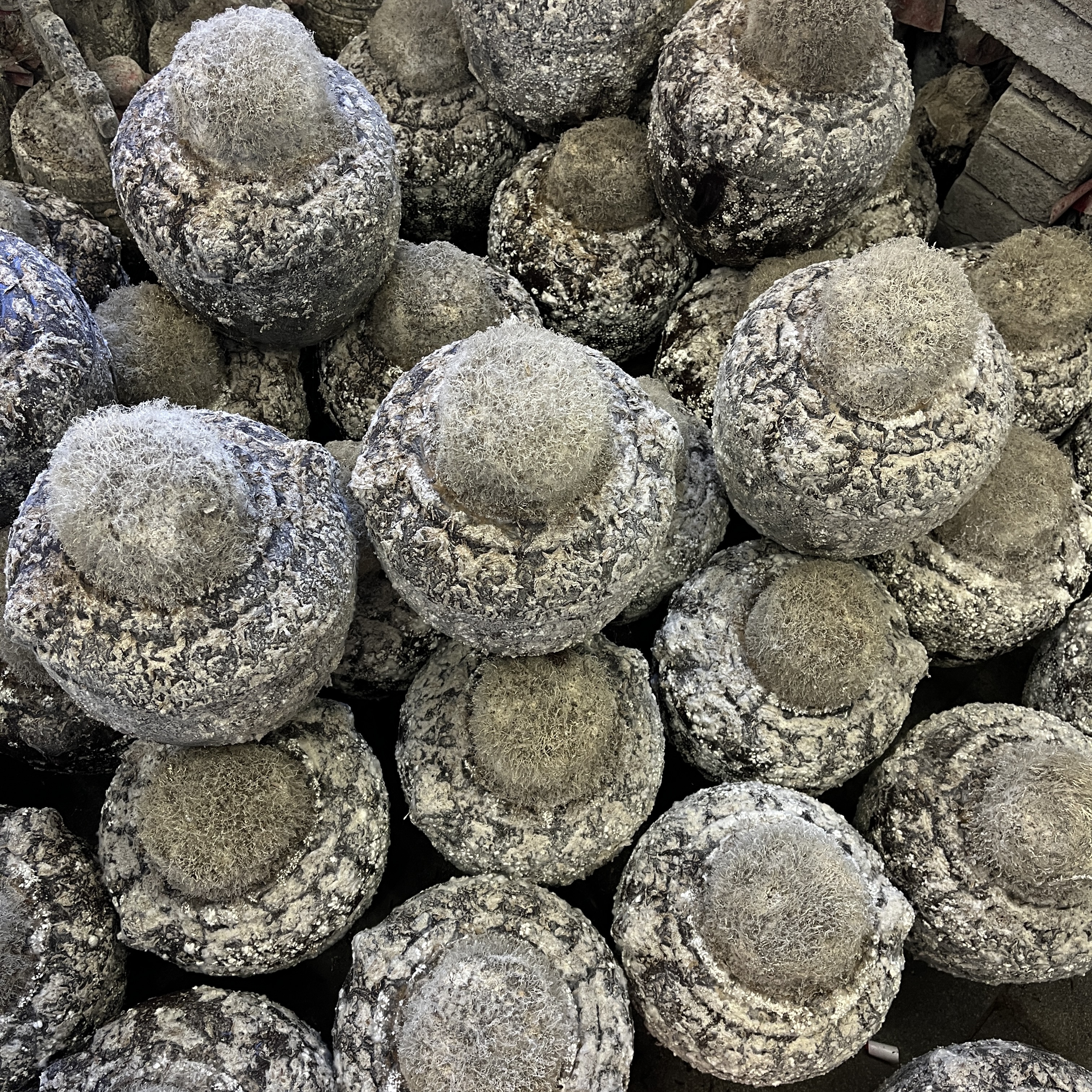 明代井30十里飘香浓香型礼盒包装52度5000ml