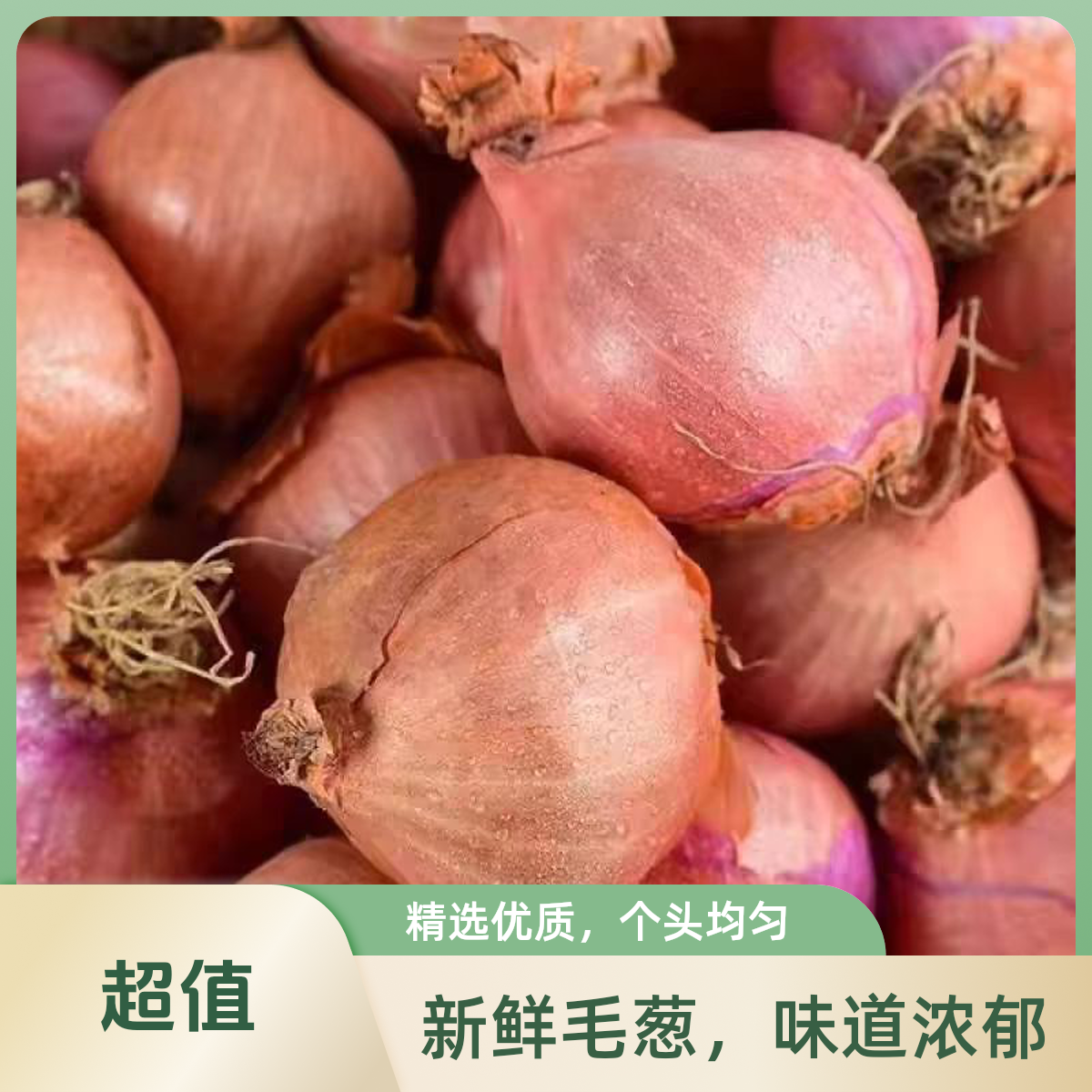 东北毛葱头农家特产大小葱头迷你红葱火毛聪鬼子葱