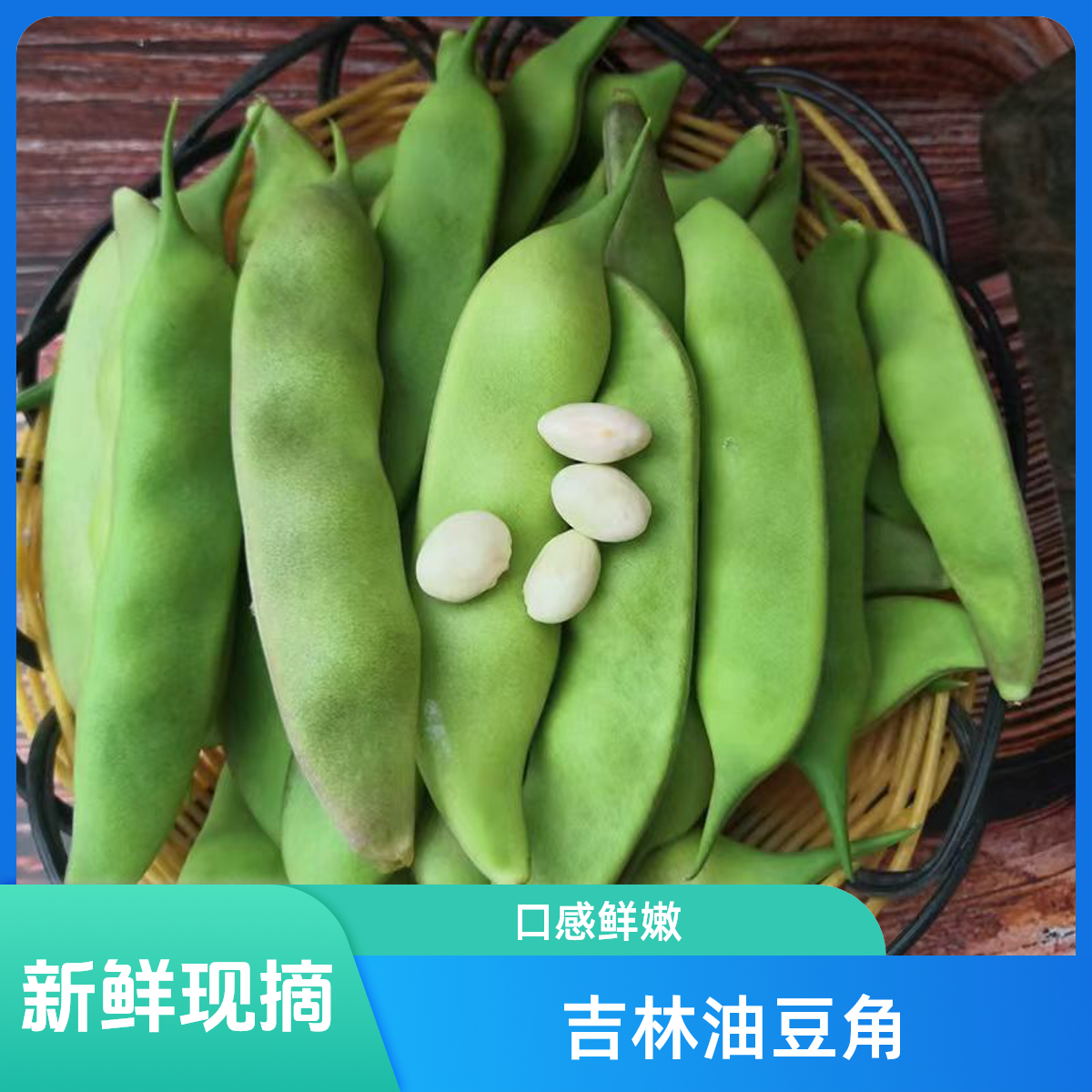 东北吉林农家种植新鲜采摘九月青油豆角现摘鲜嫩