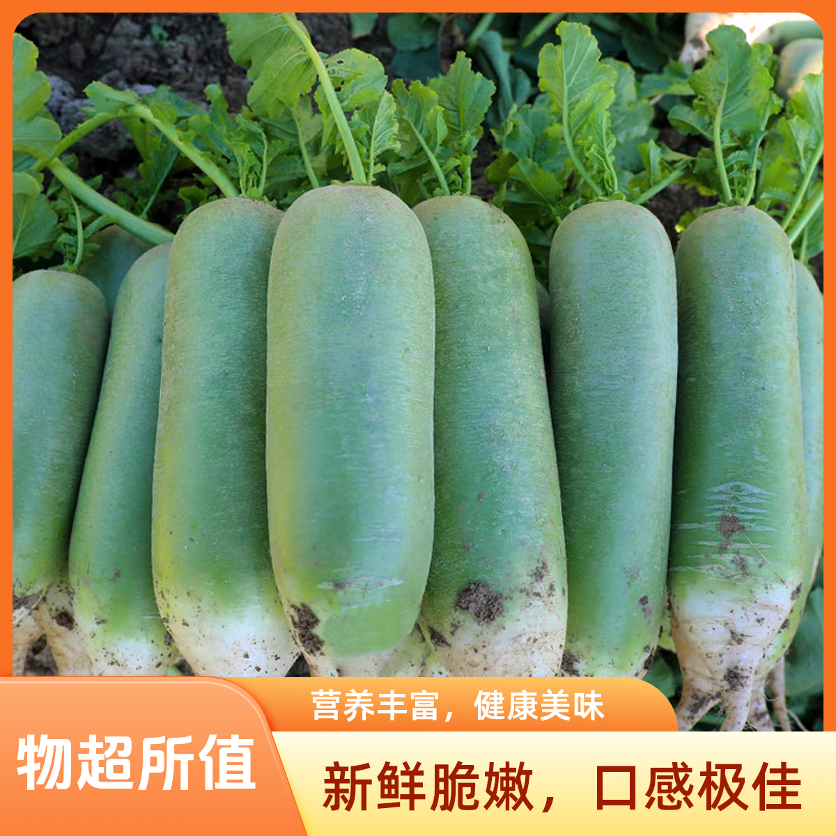 东北吉林特产水果萝卜青皮萝卜蘸酱萝卜