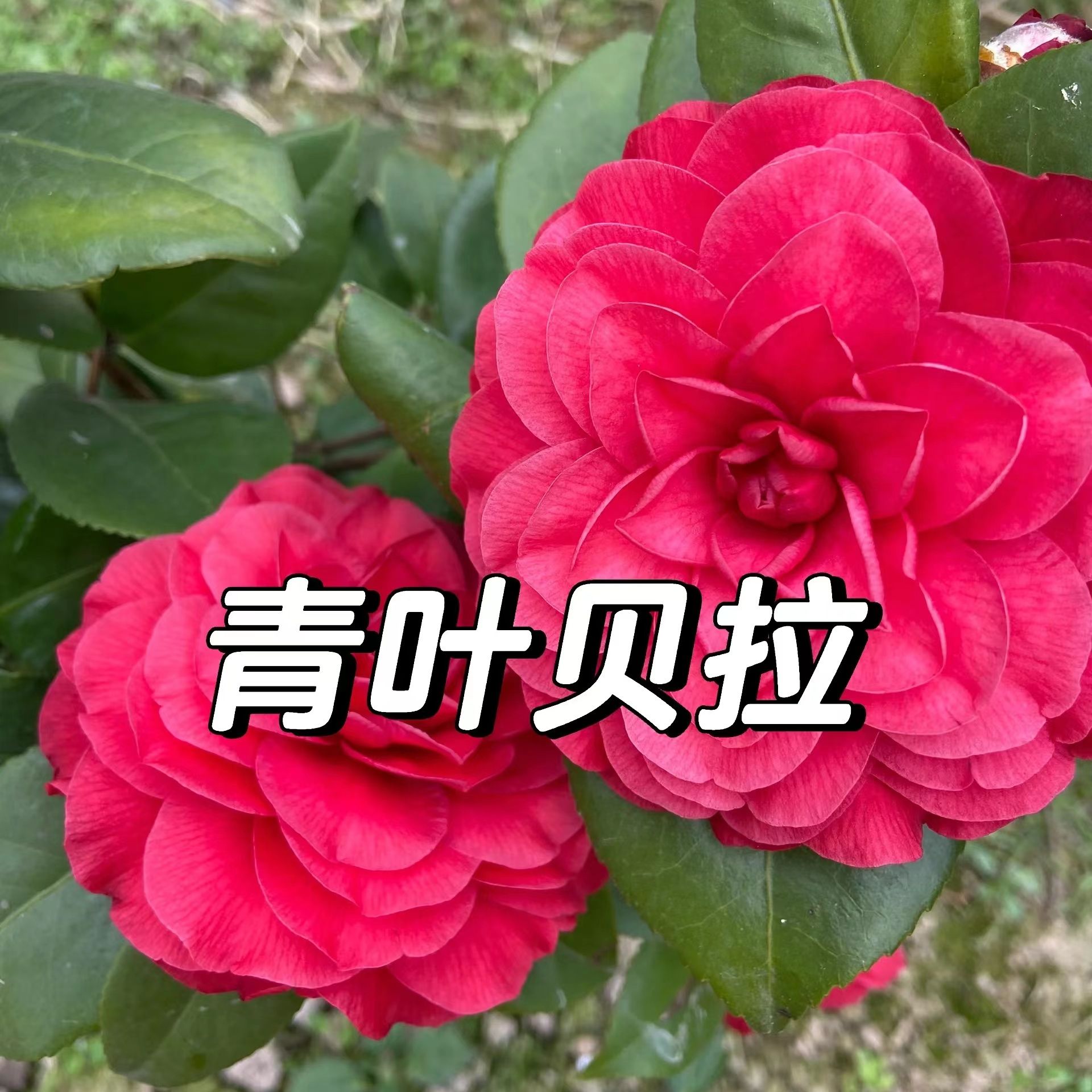 青叶贝拉名贵山茶花盆栽地栽巨型大花纯色复色花卉绿植