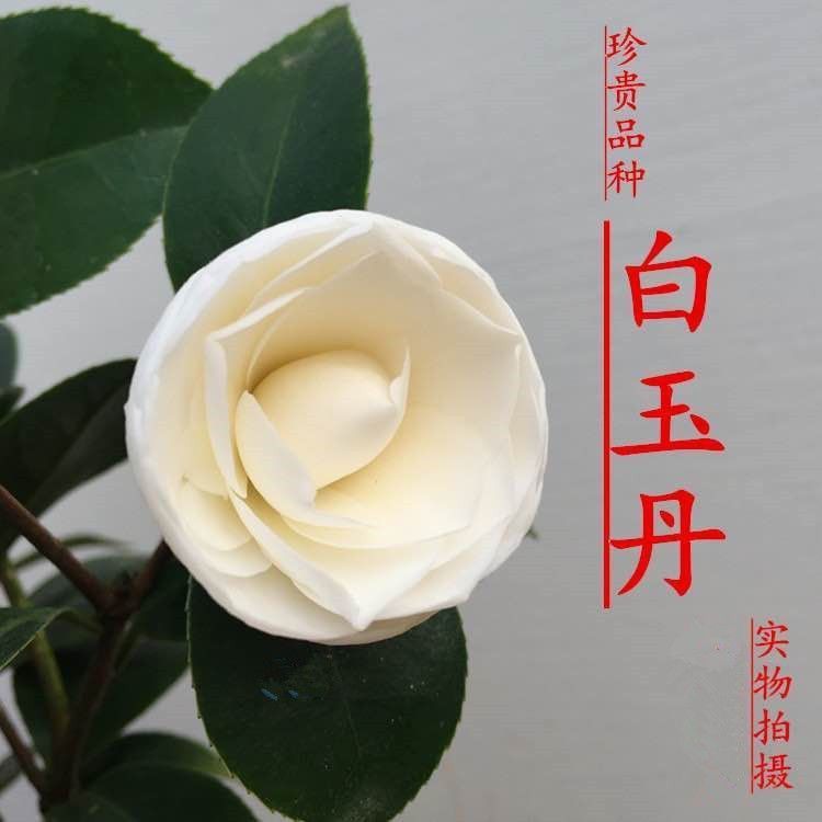 白玉丹茶花经典纯白色开品盆栽绿植花卉庭院窗台叶子四季牡丹花