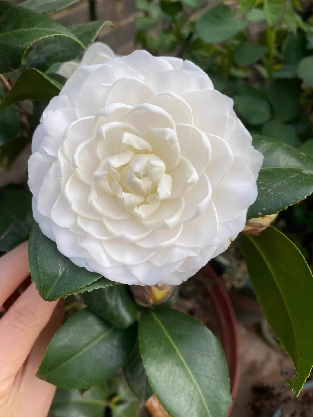 白色山茶花盆栽花卉绿植室内庭院牡丹花东方亮白雪塔白玉丹花朵