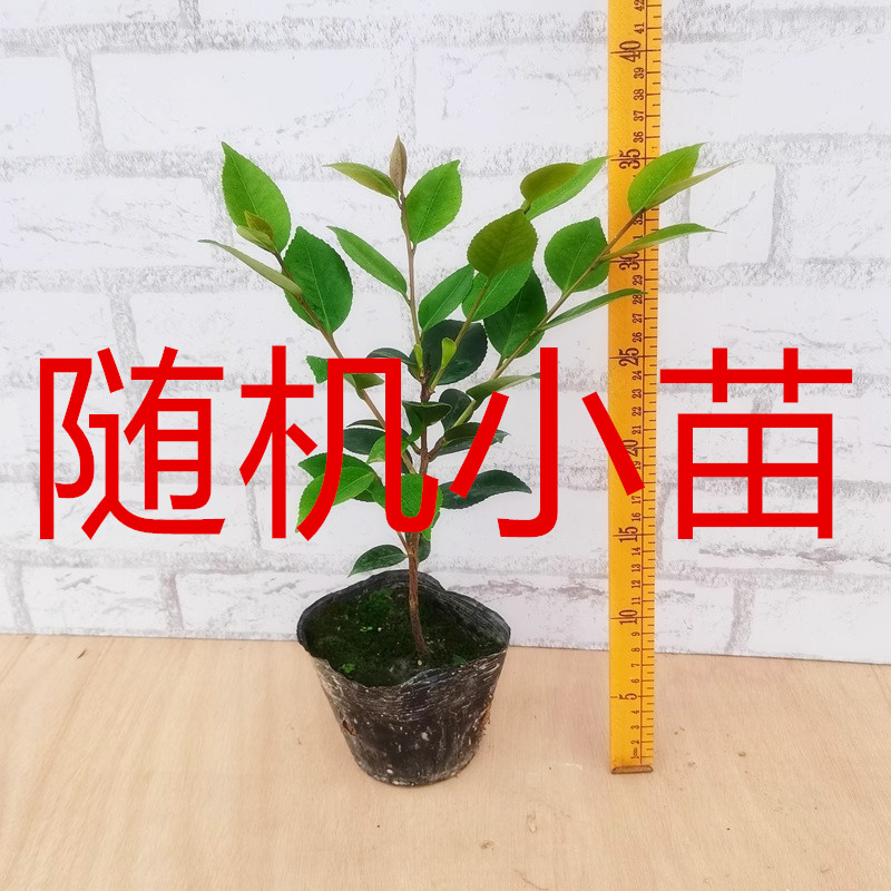 随机茶花苗  福  袋