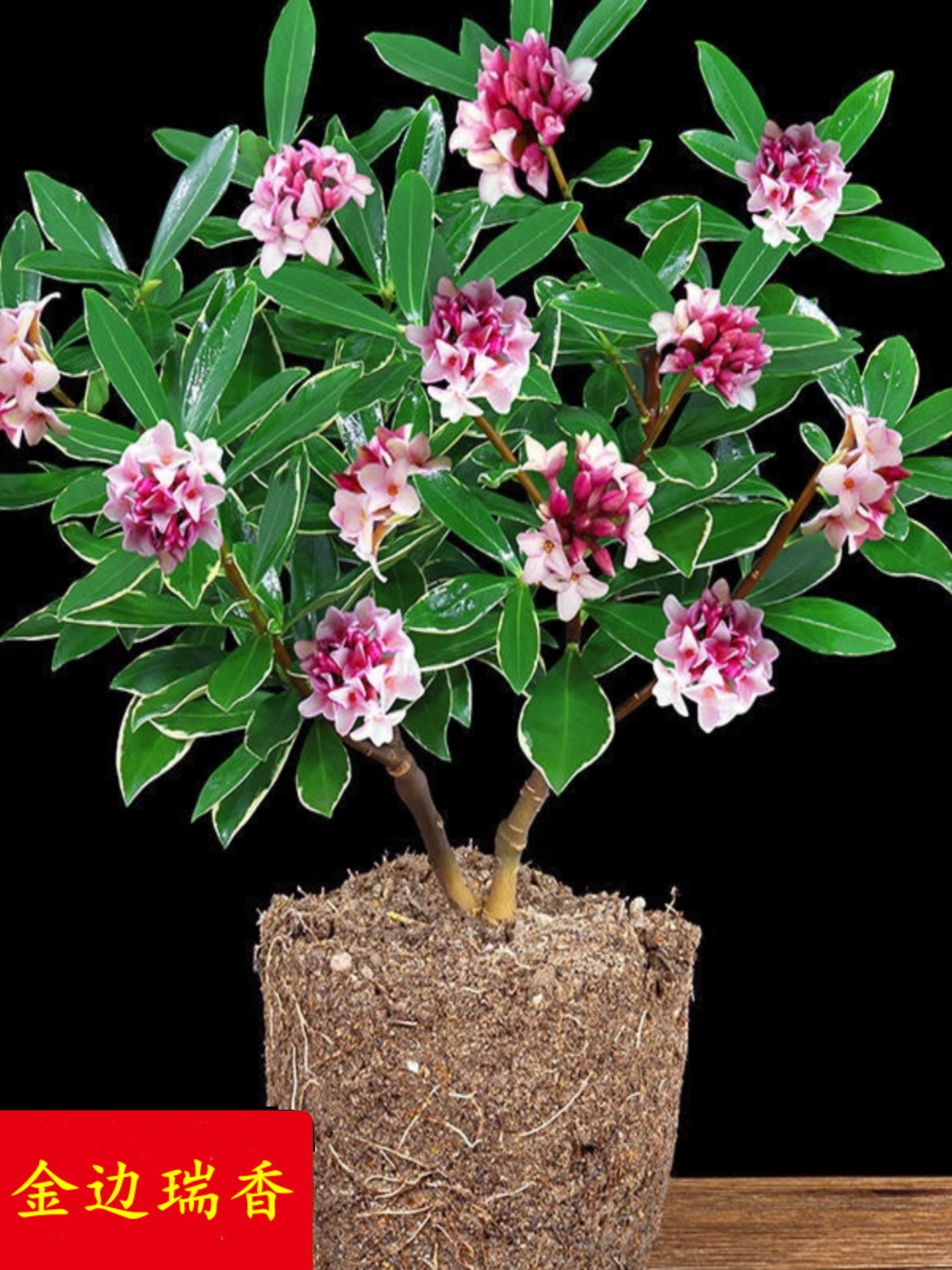 金边瑞香盆栽浓香型室内木本花卉吸甲醛观花植物耐寒花卉四季开花