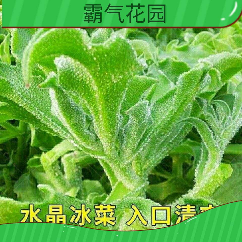 水晶冰菜种子四季阳台盆栽原装冰养生特色有机栽培蔬菜