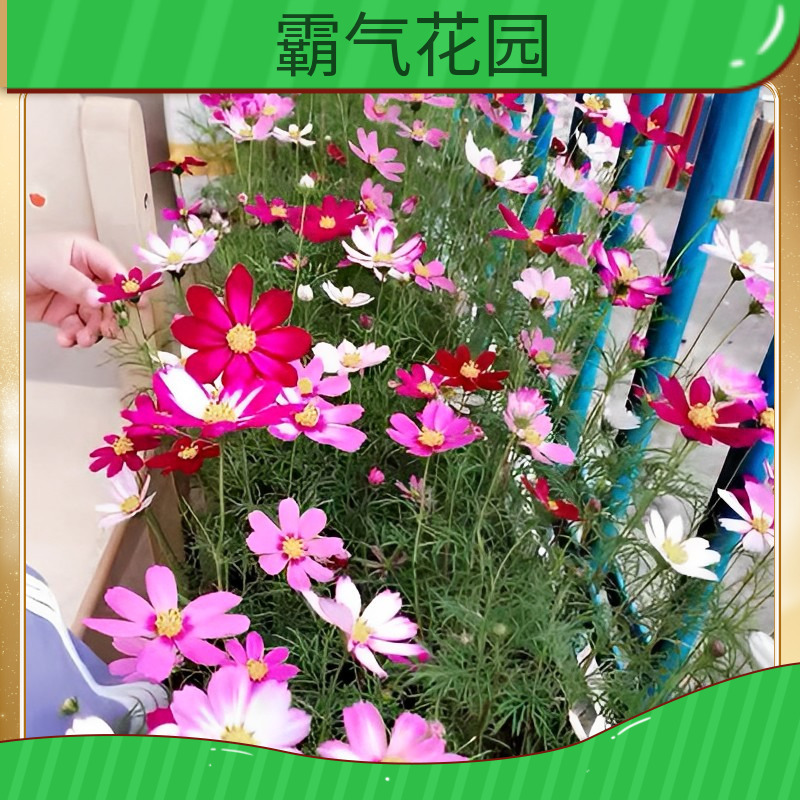 波斯菊格桑花混色种子景观