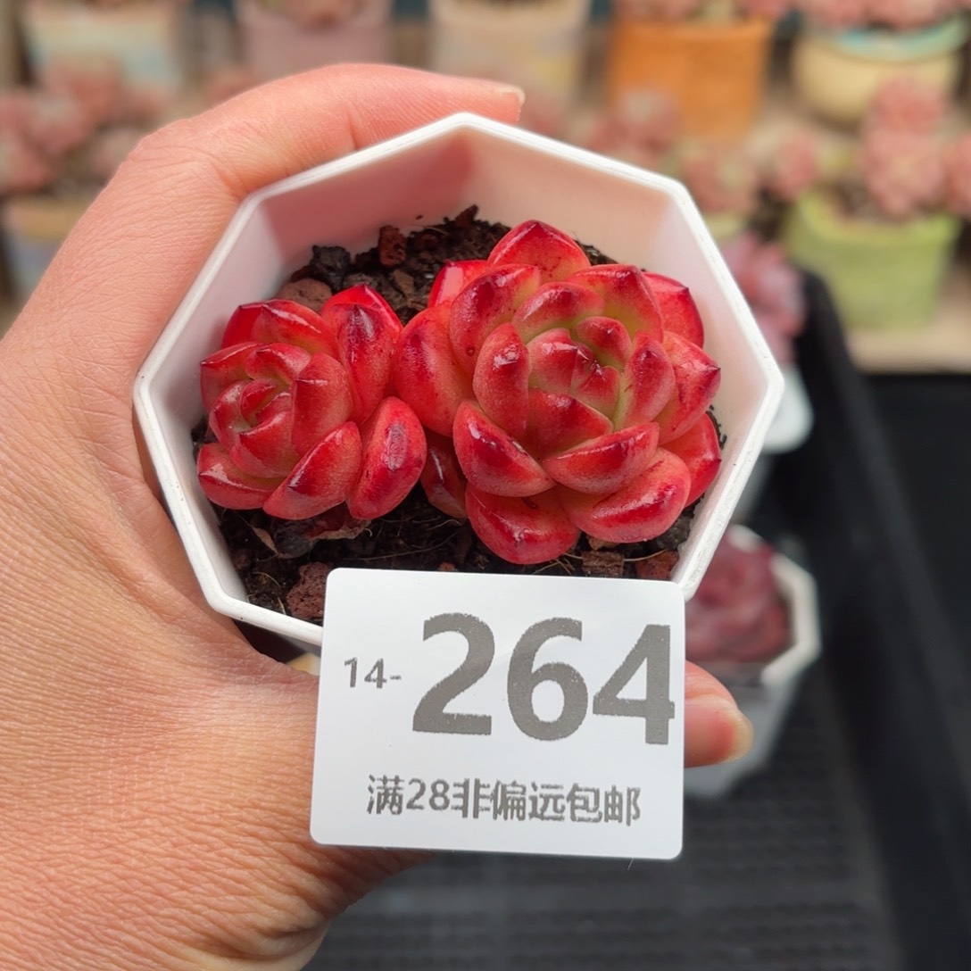 tm双头 一物一拍