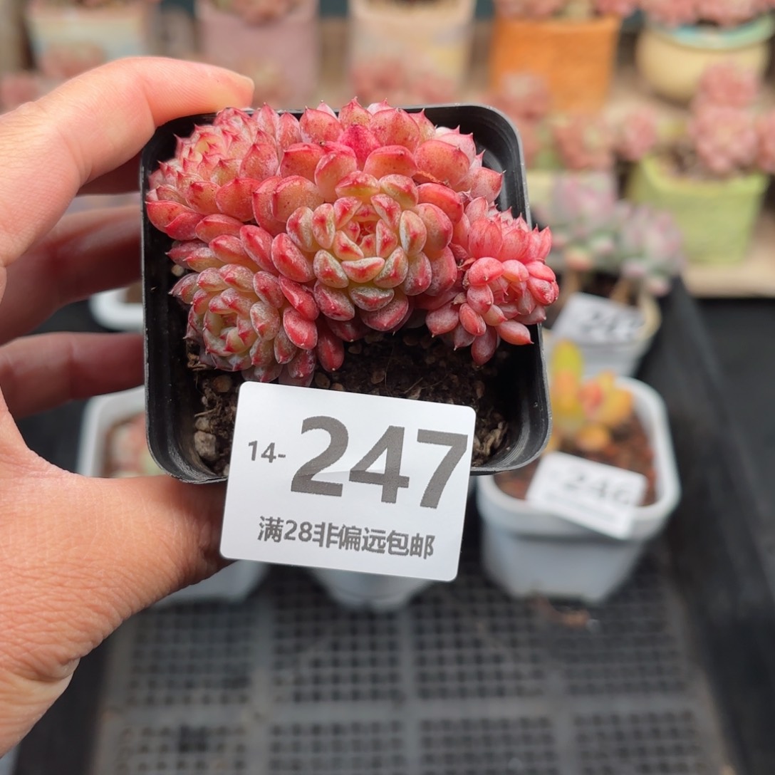 白胖子 一物一拍