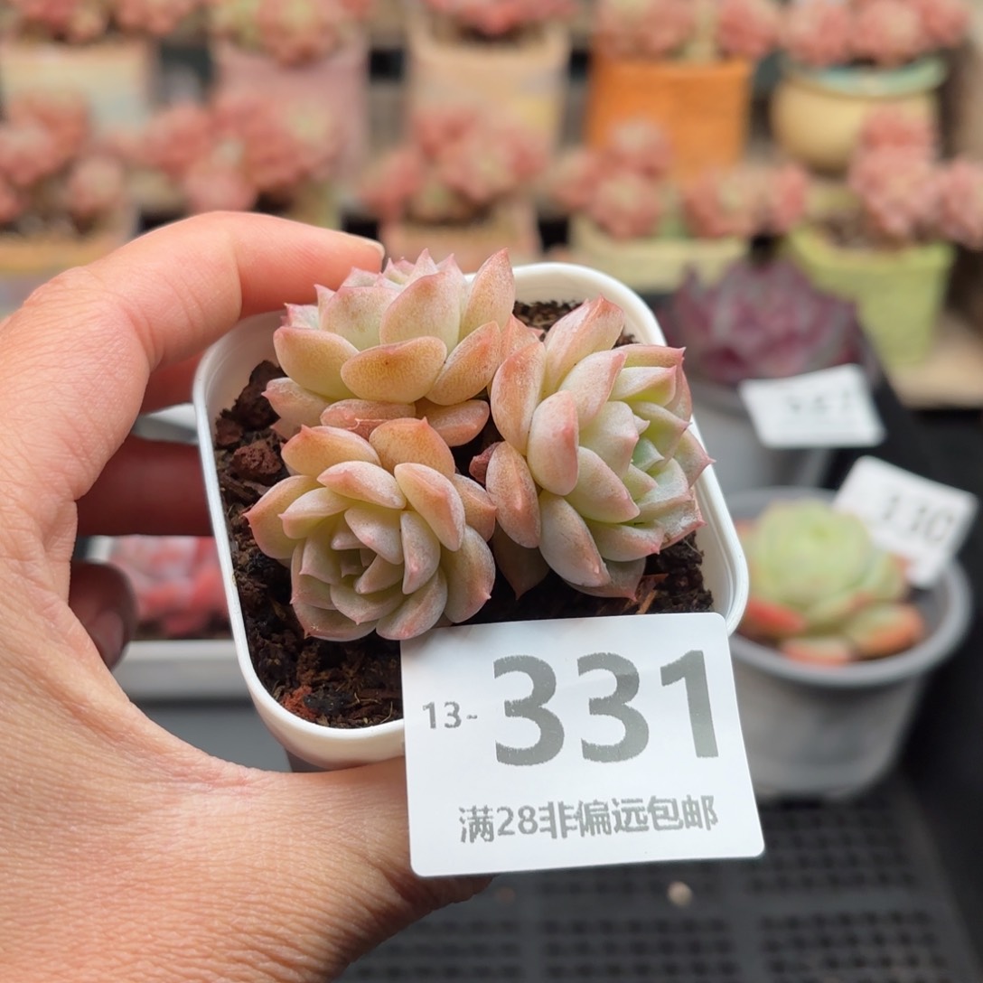 纯爱 一物一拍..