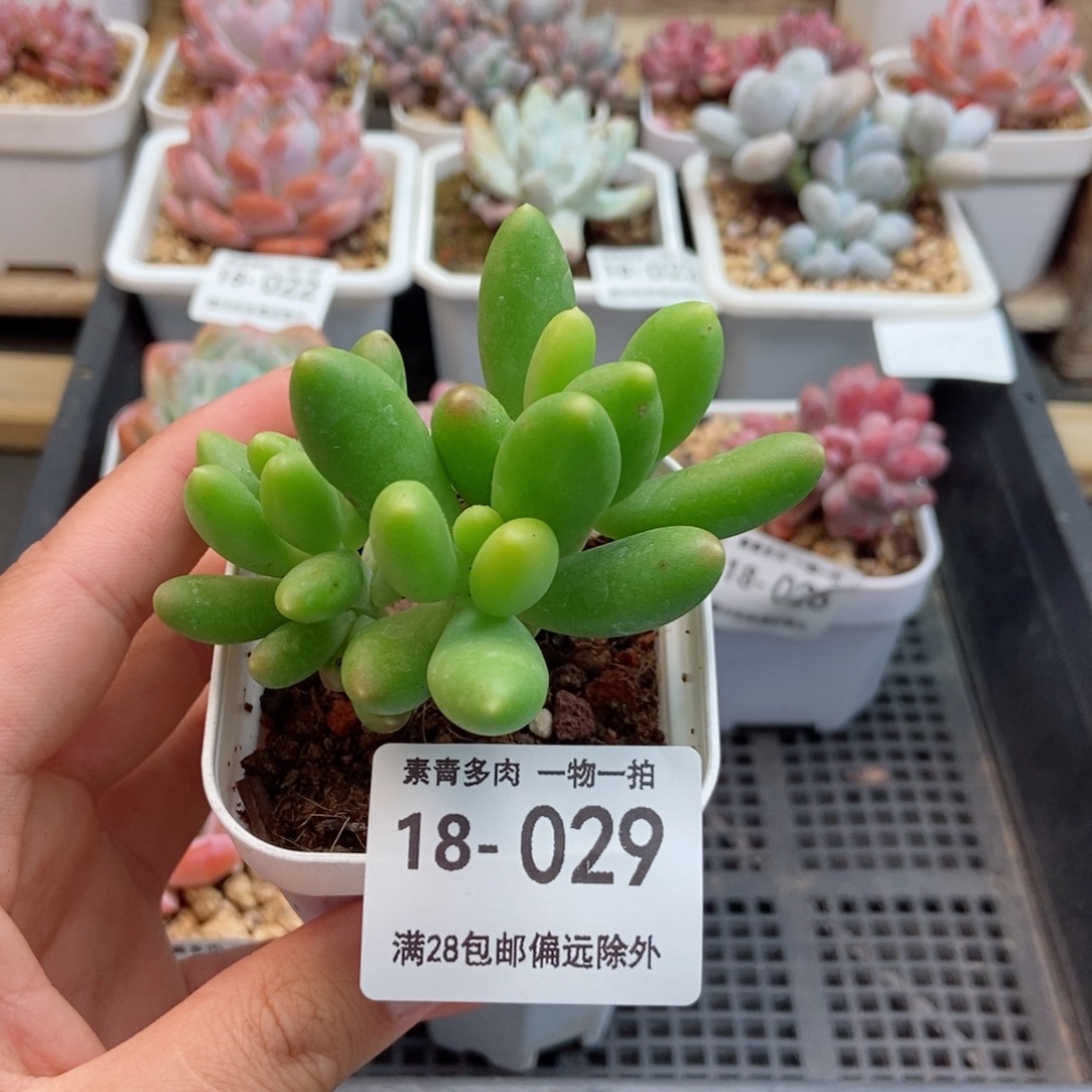 金蟾 一物一拍..