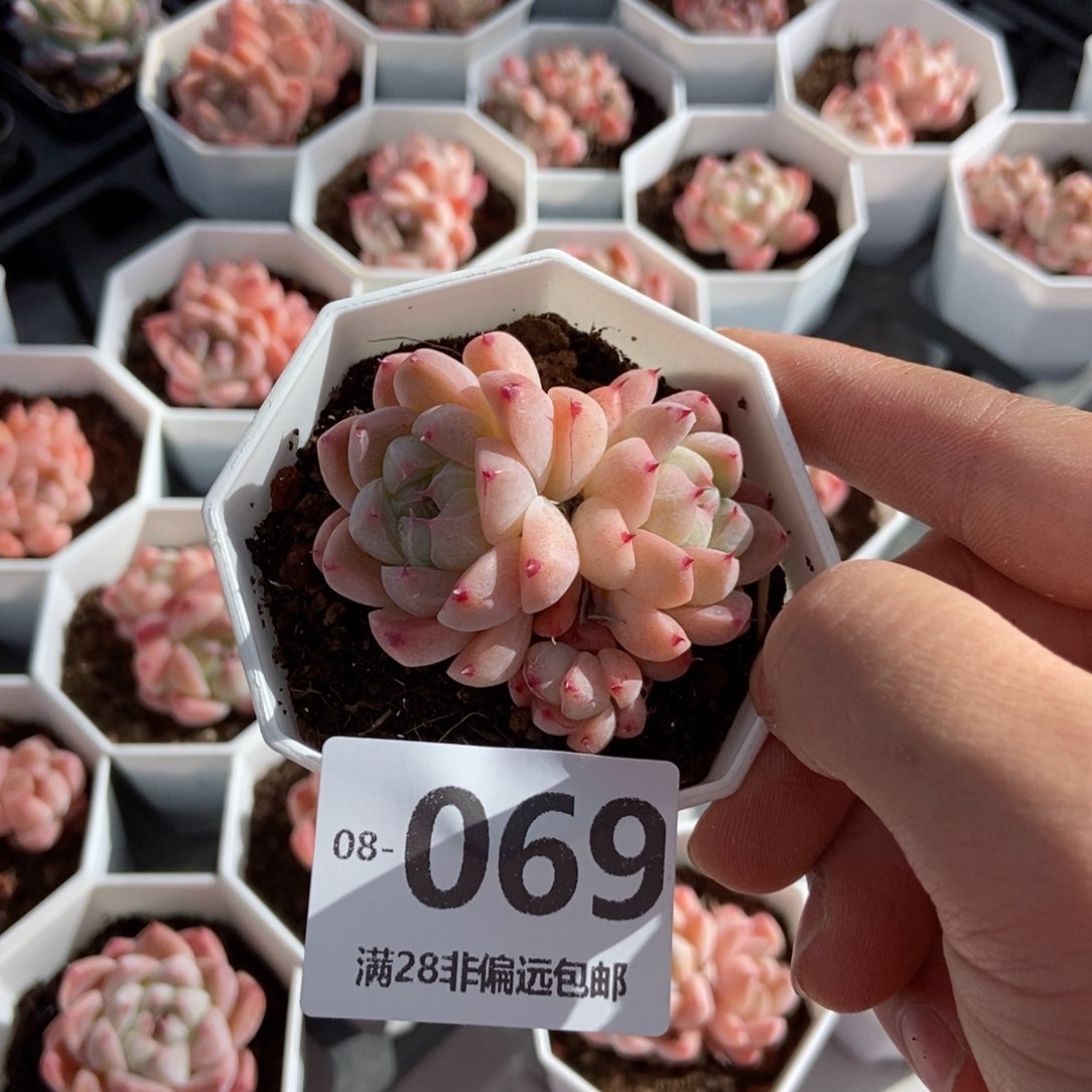 如梦令 一物一拍