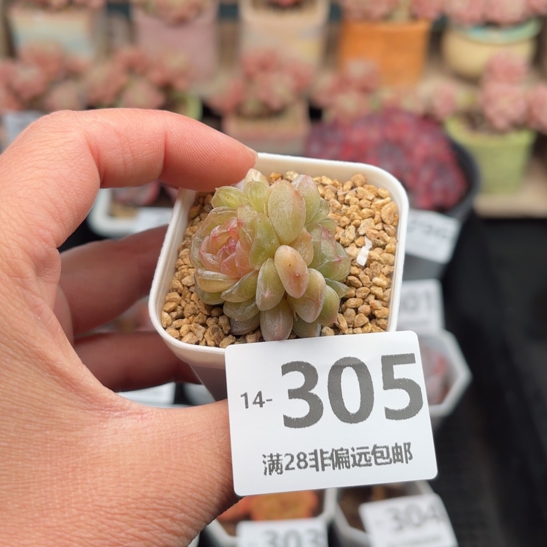 白恋 一物一拍..