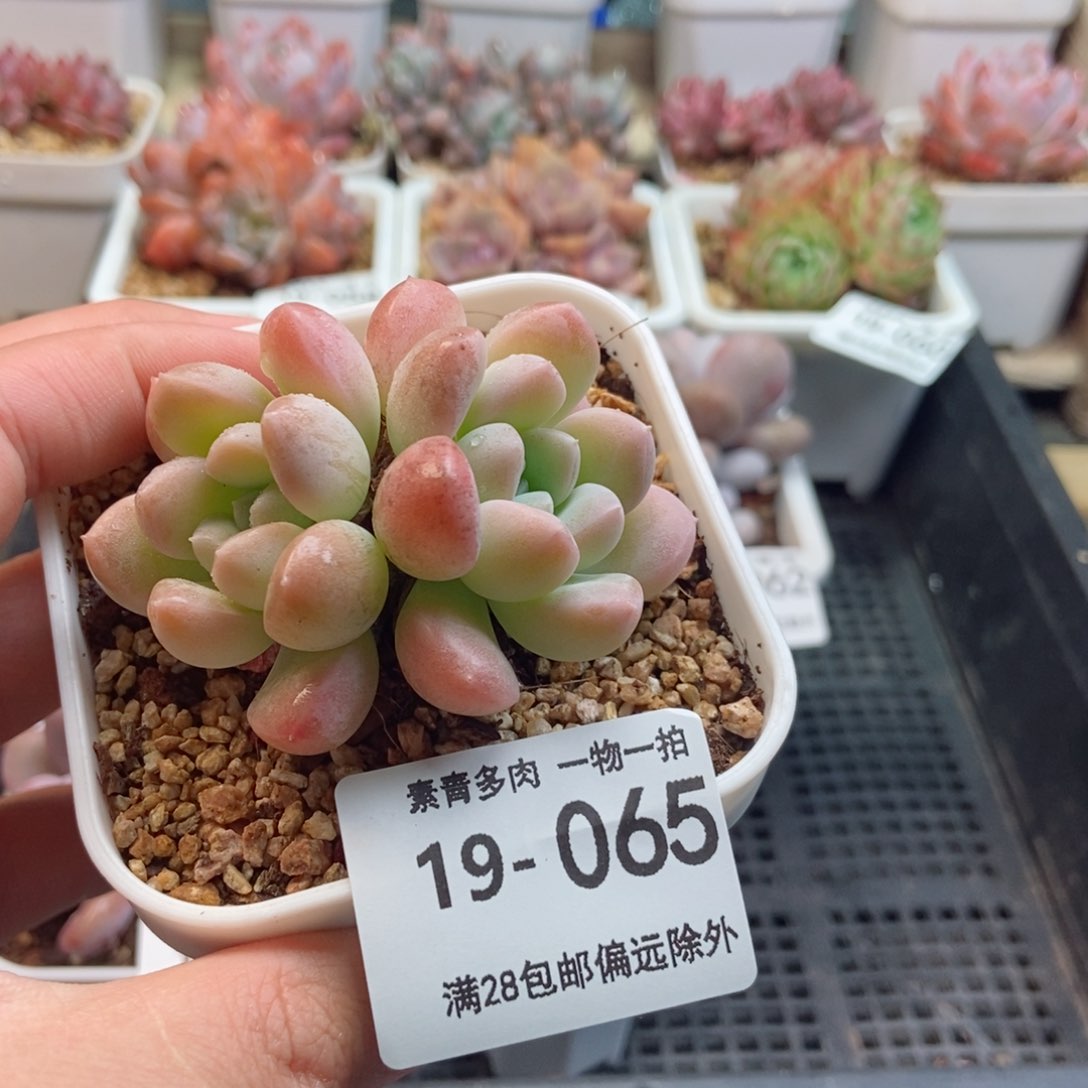 奶糖双头 一物一拍