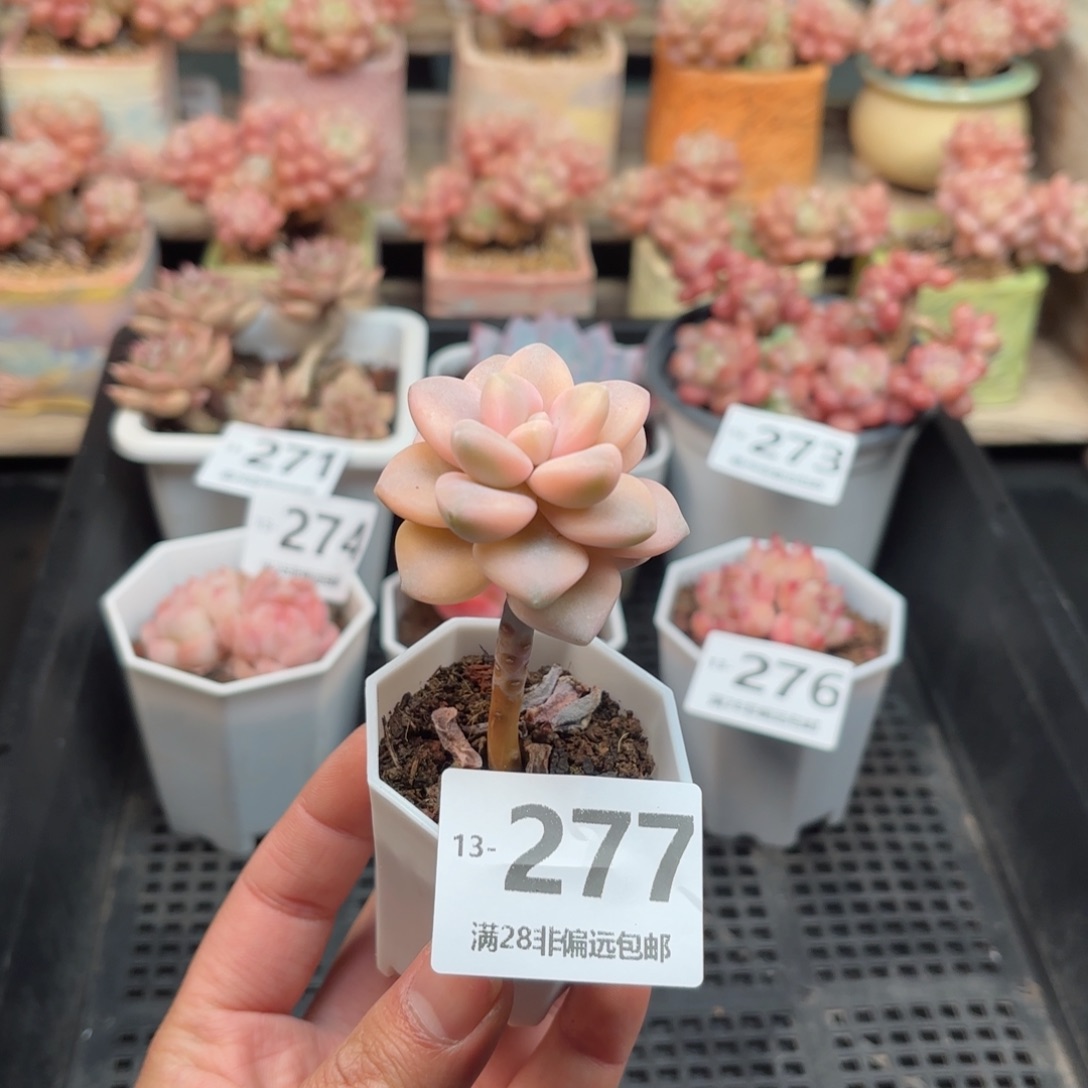 美杏锦 一物一拍